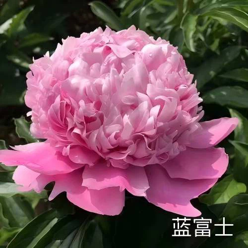 Blue Fuji Peony