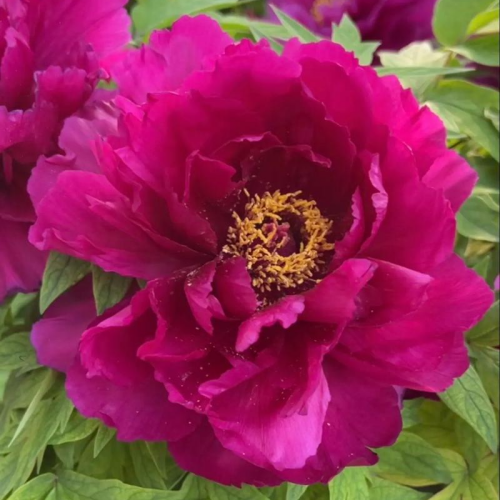 Dark Pink Peony