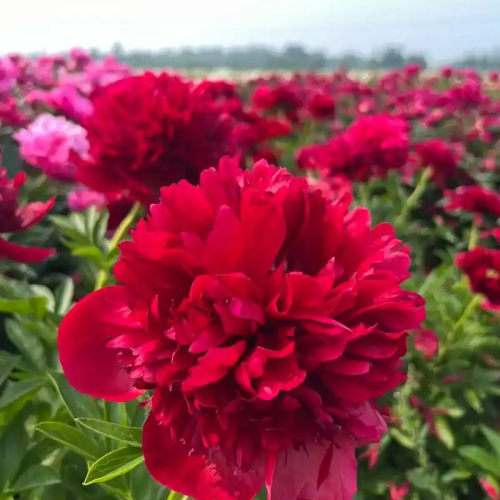 Red Charm Peony