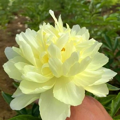 ดอกโบตั๋น